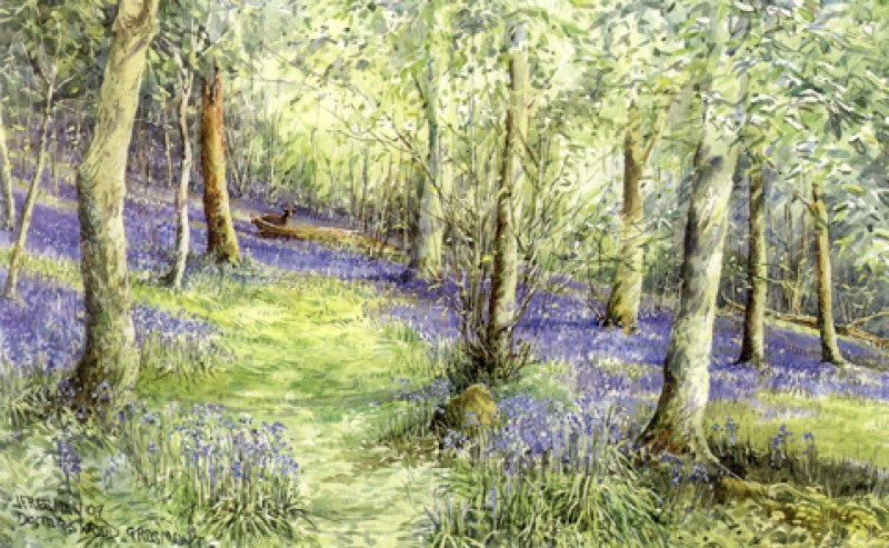 Blue Bells, Doctors Wood Grosmont 14x10